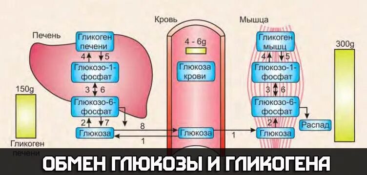 Обмен гликогена в печени. Глюкоза в мышцах. Гликоген в глюкозу. Глюкоза гликоген печень. Запасы гликогена в организме.