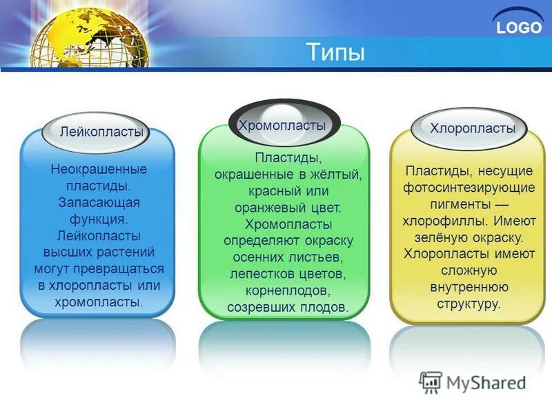 Пластиды окрашенные в желтый и красный цвета