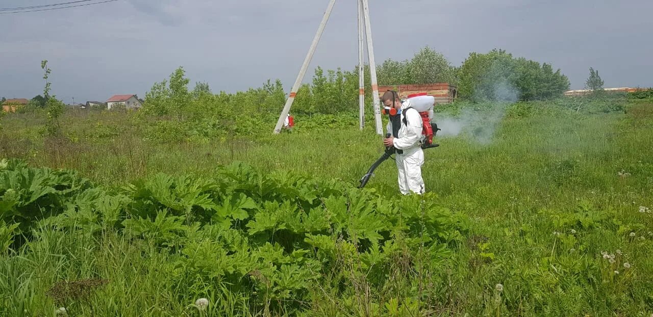 Борщевик Сосновского обработка. Борщевик Сосновского кошение. Борщевик Сосновского Новоалександровское поселение. Уничтожение борщевика Сосновского. Удаление борщевика