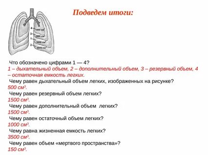 Какие органы дыхания у простейших