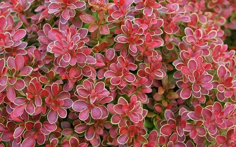 барбарис тунберга адмирейшн