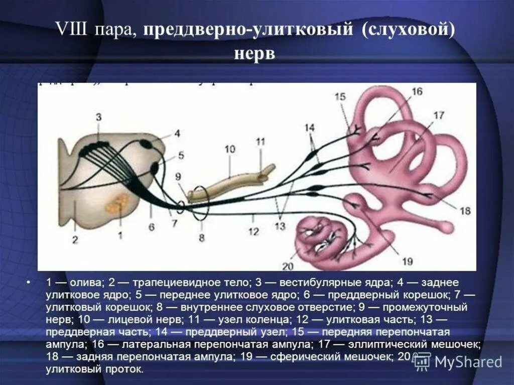 Viii черепного нерва. Преддверно улитковый нервы ядра. 8 Пара преддверно улитковый нерв. 8 Пара черепных нервов ядра. Преддверно-улитковый нерв (VIII пара черепных нервов).