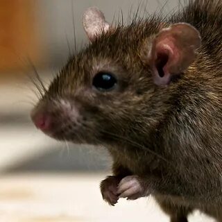 Big mouse