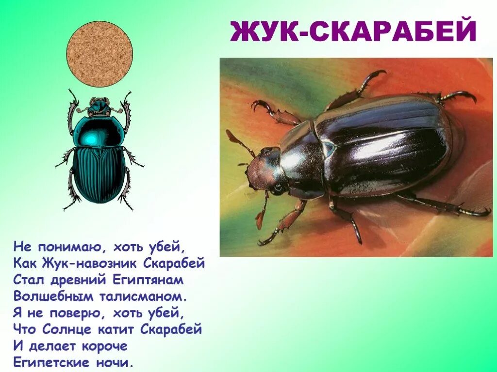 Жук рогач красная книга. Где сема жук. Жук бомбардир. Жук бомбардир рисунок. Хрущ под микроскопом.
