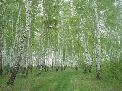 Березовая ли