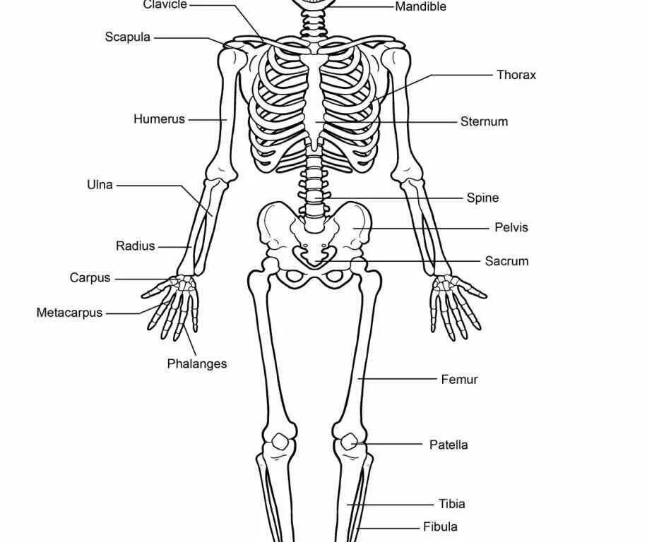 Рис 13 скелет человека. Строение скелета человека без подписей. Скелет человека без названия костей. Скелет человека подписанный.
