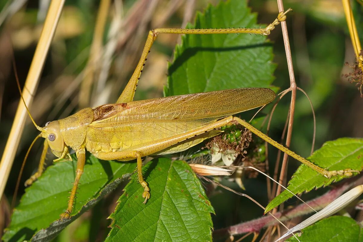 прямокрылые саранча. детский гимнастический центр кузнечик звенигород. прямокрылые насекомые кузнечик. кузнечик бородавочник. белолобый кузнечик.