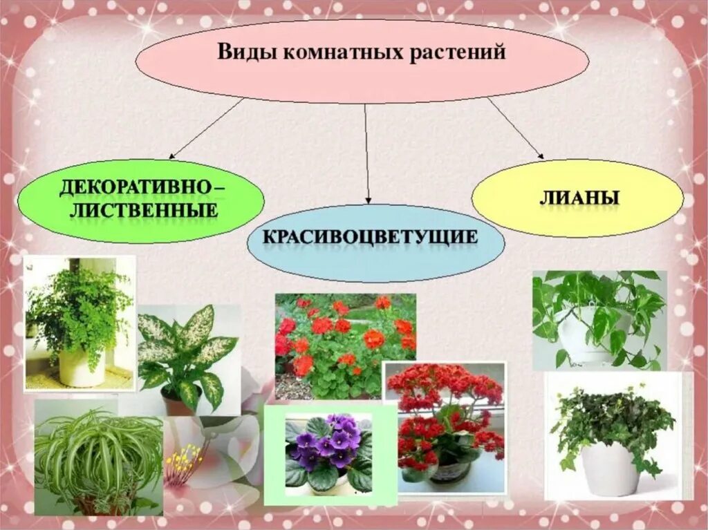 Растения города декоративное цветоводство 7 класс урок. Комнатные растения. Разновидности комнатных растений. Комнатные цветы для дошкольников. Разнообразие комнатных цветов.