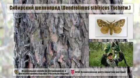 Шелкопряд песня