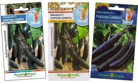 Баклажан король севера описание