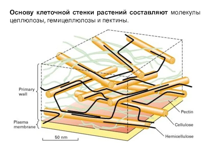 Строение клеточной стенки растений и животных. Клеточная стенка растений целлюлоза. строение клеточной стенки растений. клеточная стенка растительной клетки гемицеллюлоза. строение целлюлозной клеточной стенки.
