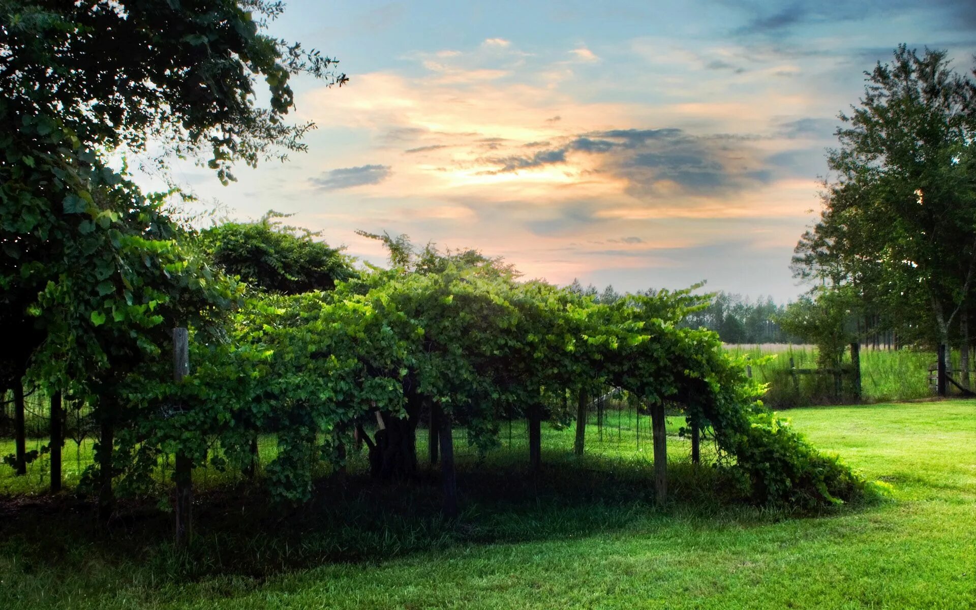 Фон tabiat. Natural scene. Природа деревня. Natural scene. Красивые леса.