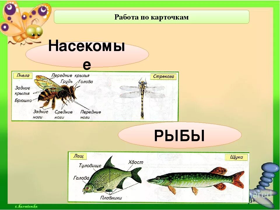 Насекомые и рыбы для дошкольников. Признаки насекомых и рыб. Группы насекомые птицы рыбы. Отличие насекомых рыб птиц зверей.