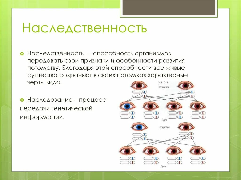 Информация о наследственных признаках. Наследственные признаки передаются. Наследование генетика. Передают наследственные признаки. Генетика наследственность.