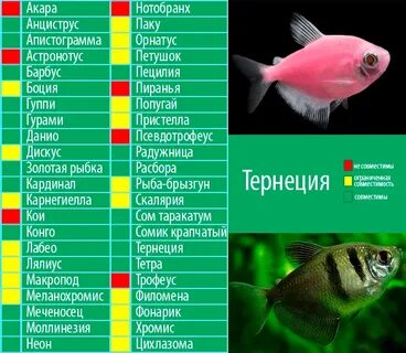 Аквариумные рыбки петушки совместимость