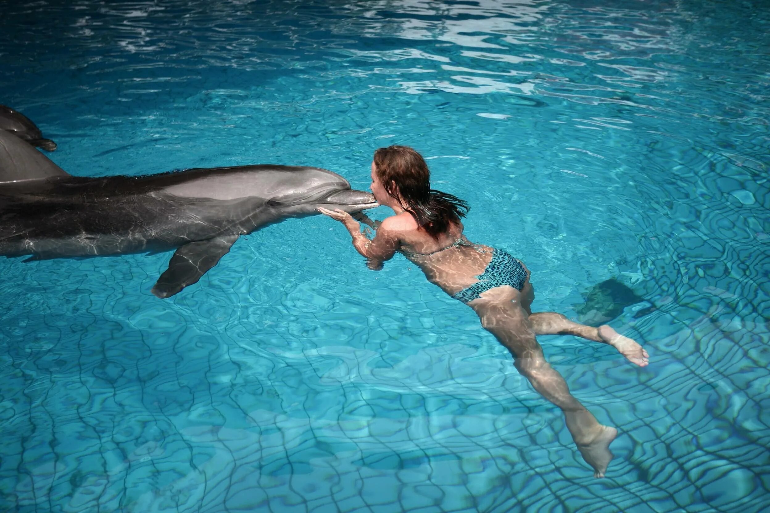 Есть ли дельфин людей. Дельфинариум в Кемере. Дельфин Свимминг Кемер. Дельфинарий Кемер Турция. Дельфинарий Кемера, Кемер.
