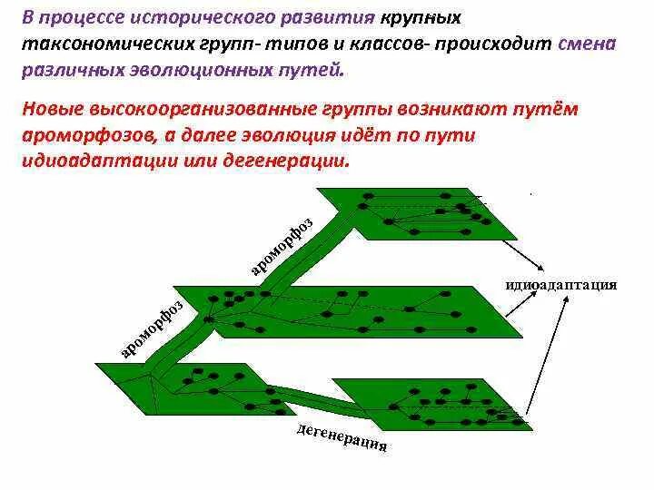 Направление эволюции северцов. Ароморфоз идиоадаптация схема Северцова. Пути эволюции схема. Соотношение путей эволюции. Соотношение направлений эволюции.