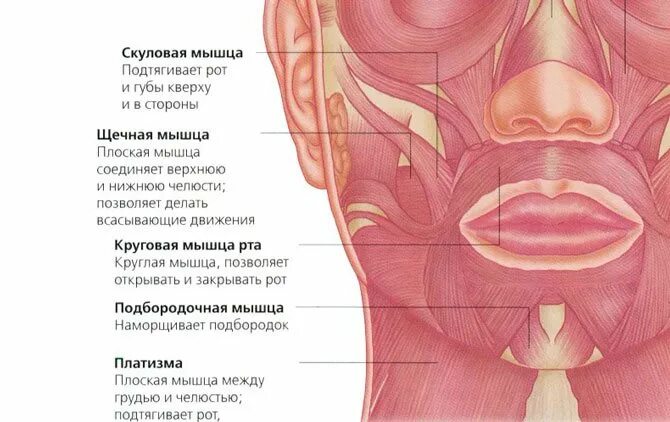 Губы мышцы рта. Круговая мышца рта анатомия.