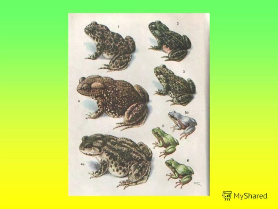 презентация на тему земноводные слайд. земноводные урок 2 класс. земноводные урок 2 класс. земноводные урок 2 класс. земноводные или амфибии.