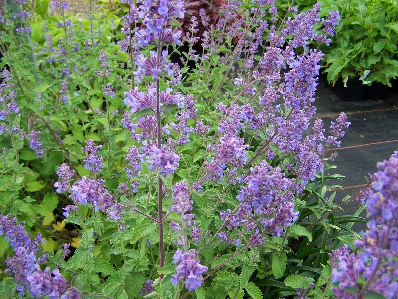 Котовник фассена nepeta. Котовник фассена six hills giant. котовник фассена blue wonder. котовник фассена волкез лоу.