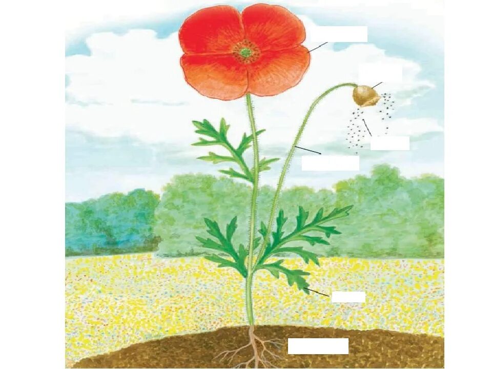 Строение растения. Иллюстрации с изображением частей растений. Части цветка для детей. Строение цветов. Какие части ты видишь у растения