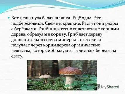 С какими деревьями белый гриб образует микоризу