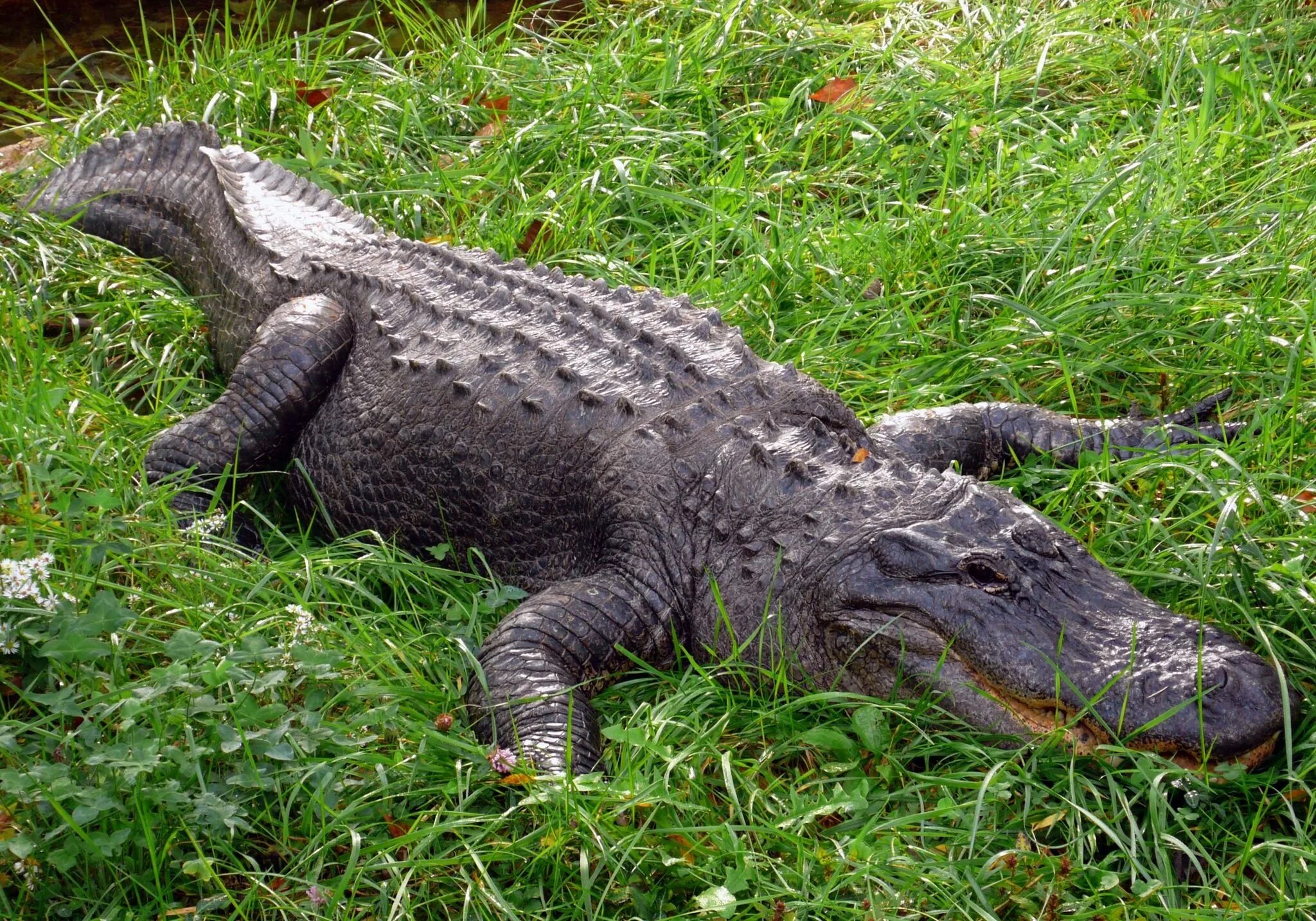 Крокодил сидит. Крокодил. Дарвиновский музей крокодил. Крокодил мультяшный. Крокодил сидит.
