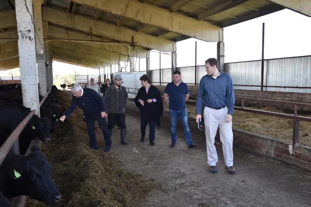 бычок 1 месяц. бычок 1. фото бычок 1 месяц. ооо бычок-1 комсомольский. агрофирма заречье ковровский район.