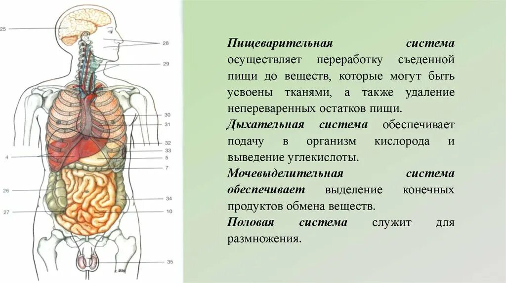 Центры управления сердечно сосудистой дыхательной и пищеварительной. Схема дыхательной и пищеварительной системы. Анатомия человека дыхательная и пищеварительная система. Система органов дыхательная кровеносная пищеварительная. Органы дыхания и пищеварения человека.