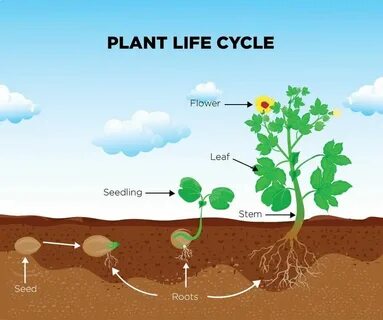 Plant cycle