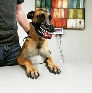 Scary dog