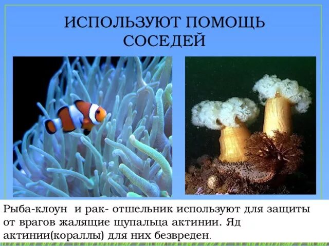 Актинии и рыбы тип взаимоотношений. Рыба-клоун и актиния тип взаимоотношений. как рыбы защищаются от врагов. рыба клоун кормит актинию.