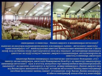 Условия и способы содержания