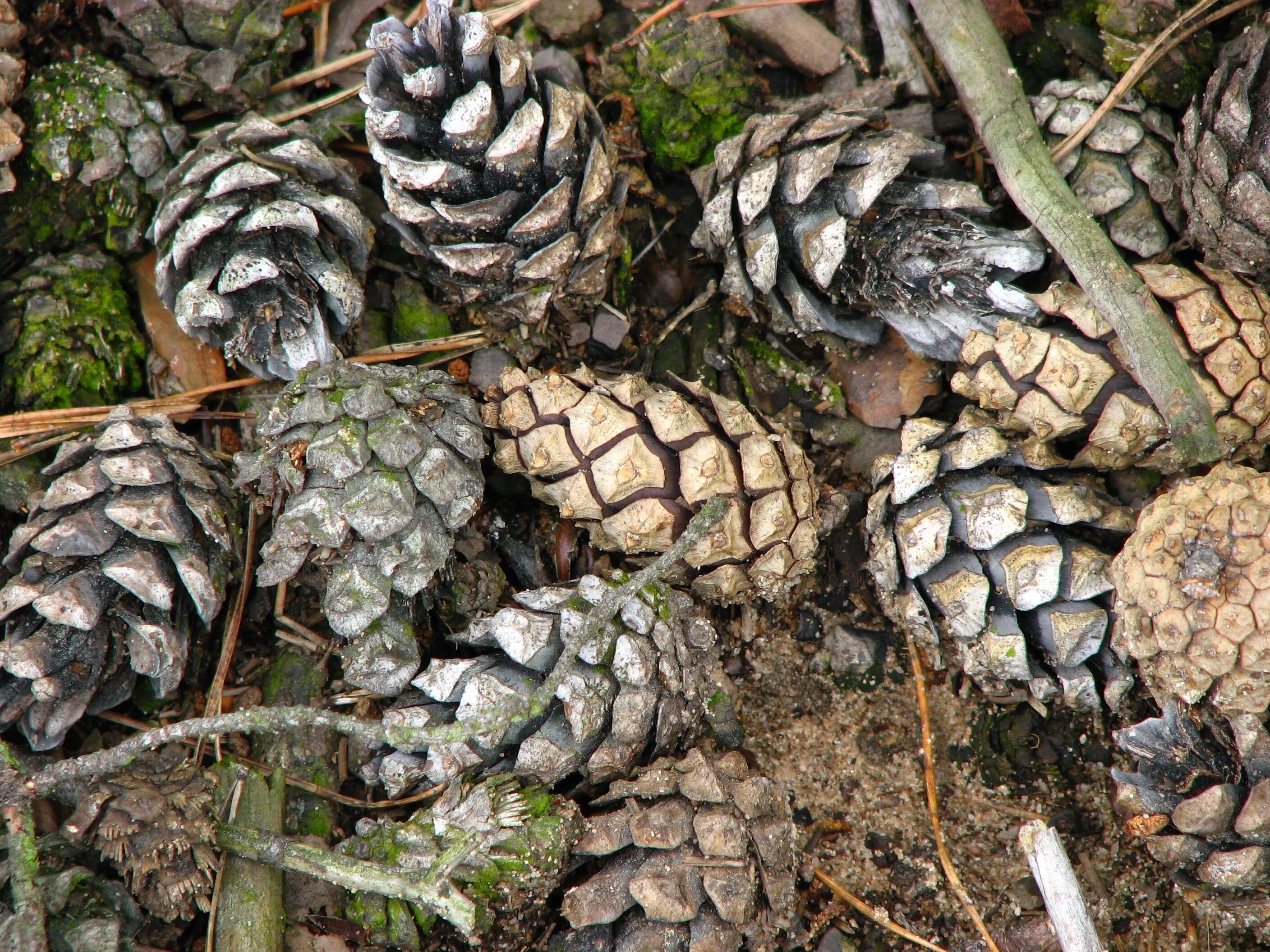 Cones tree