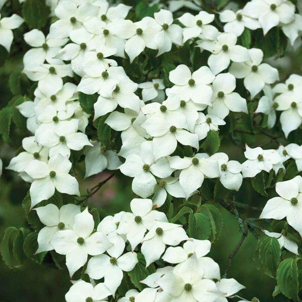Название цветов мелкие белого цвета. Комнатные цветы с белыми цветочками. Растение с белыми цветами. Комнатное растение с белыми цветами. Комнатный цветок с белым цветком.