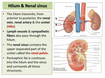 Renal почки