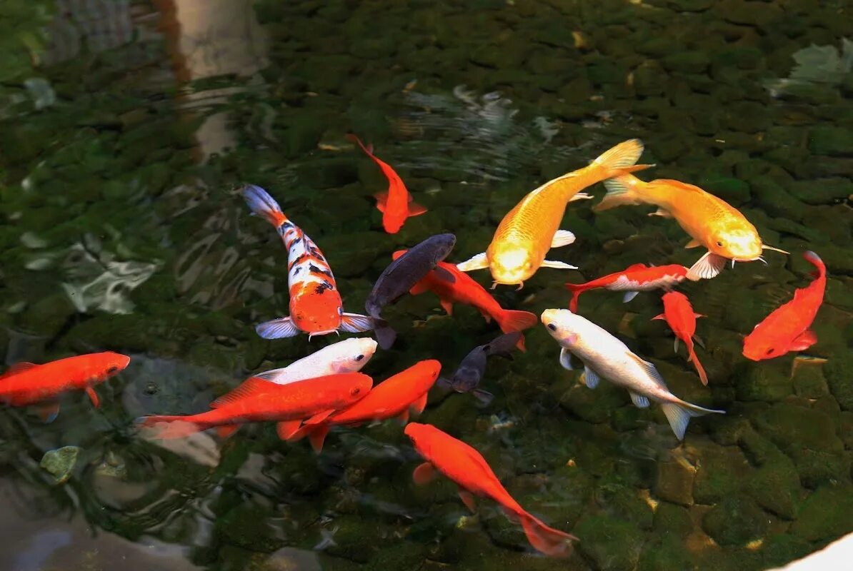 Кой видео. Японский вуалевый карп - кои вид сбоку. Карп кои аквариумный золотой. Кой видео. Китайский карп пышный хвост.