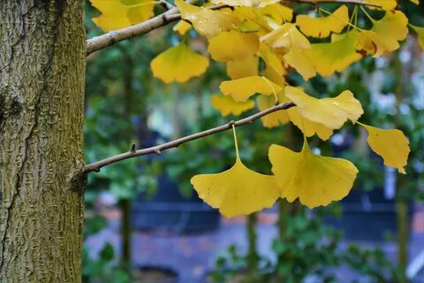 Гинкго ginkgo biloba