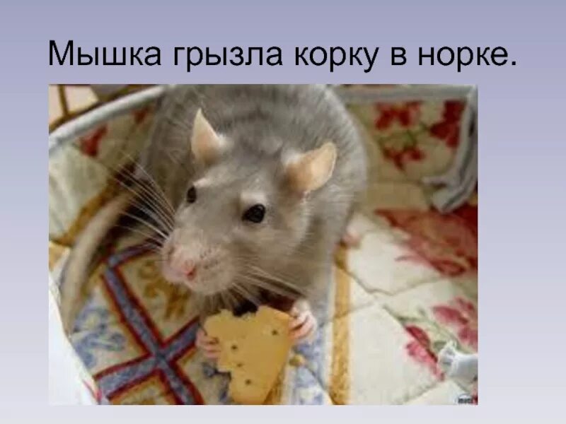 Мышка спряталась под норку и грызет тихонько. Мыши перегрызли. мышь грызет. мышь прогрызла норку.