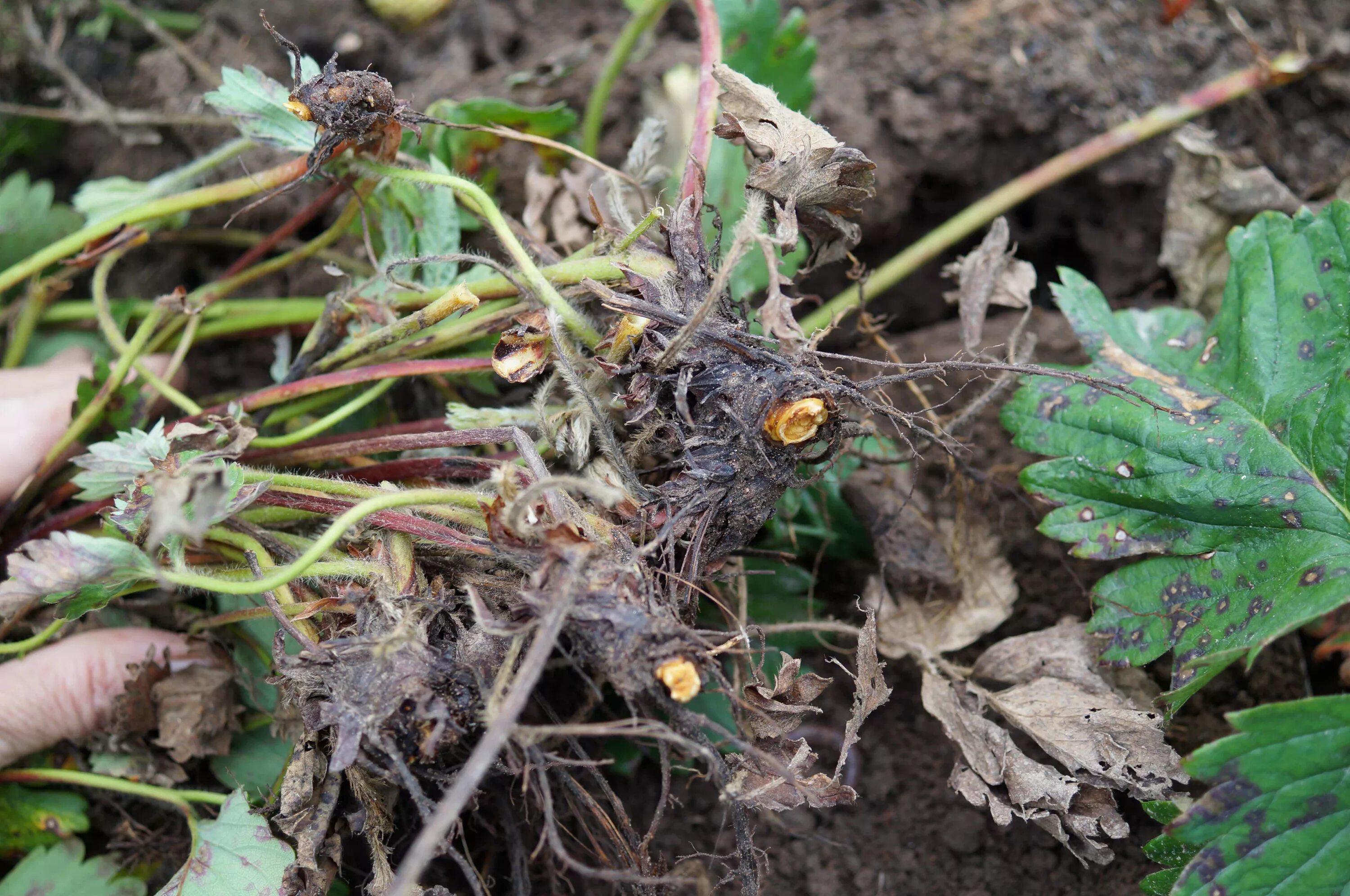 Корневая клубники. Фузариозное увядание клубники. Phytophthora fragariae. Фитофтороз клубники. Вертициллёзное увядание (Вилт) клубники.