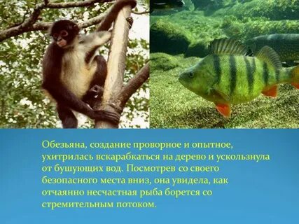 Рыба обезьяна женщина