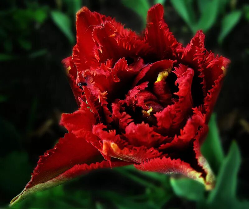 тюльпан бургунди бутон. тюльпан роял вирджин. бархатные тюльпаны. тюльпан бель эпок. тюльпан бургунди лейс.