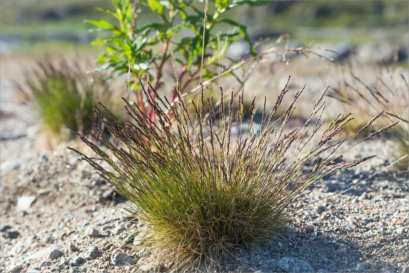 Овсяница овечья. Овсяница овечья (Festuca ovina l.). Овсяница метельчатая (Festuca Scoparia). Festuca ovina.