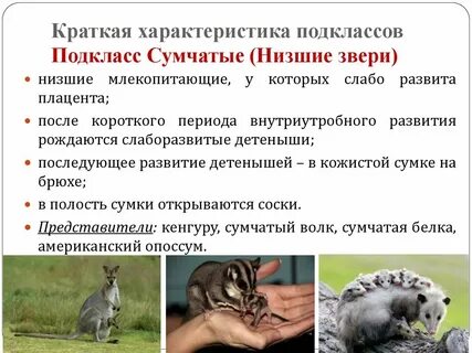 Настоящие звери примеры