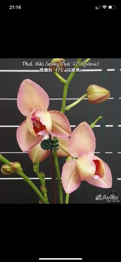 Смоки пинк. Розовый смоки макияж. Смоки пинк. Smoky pink фаленопсис. Lycaste jean tolliday kendolie-.