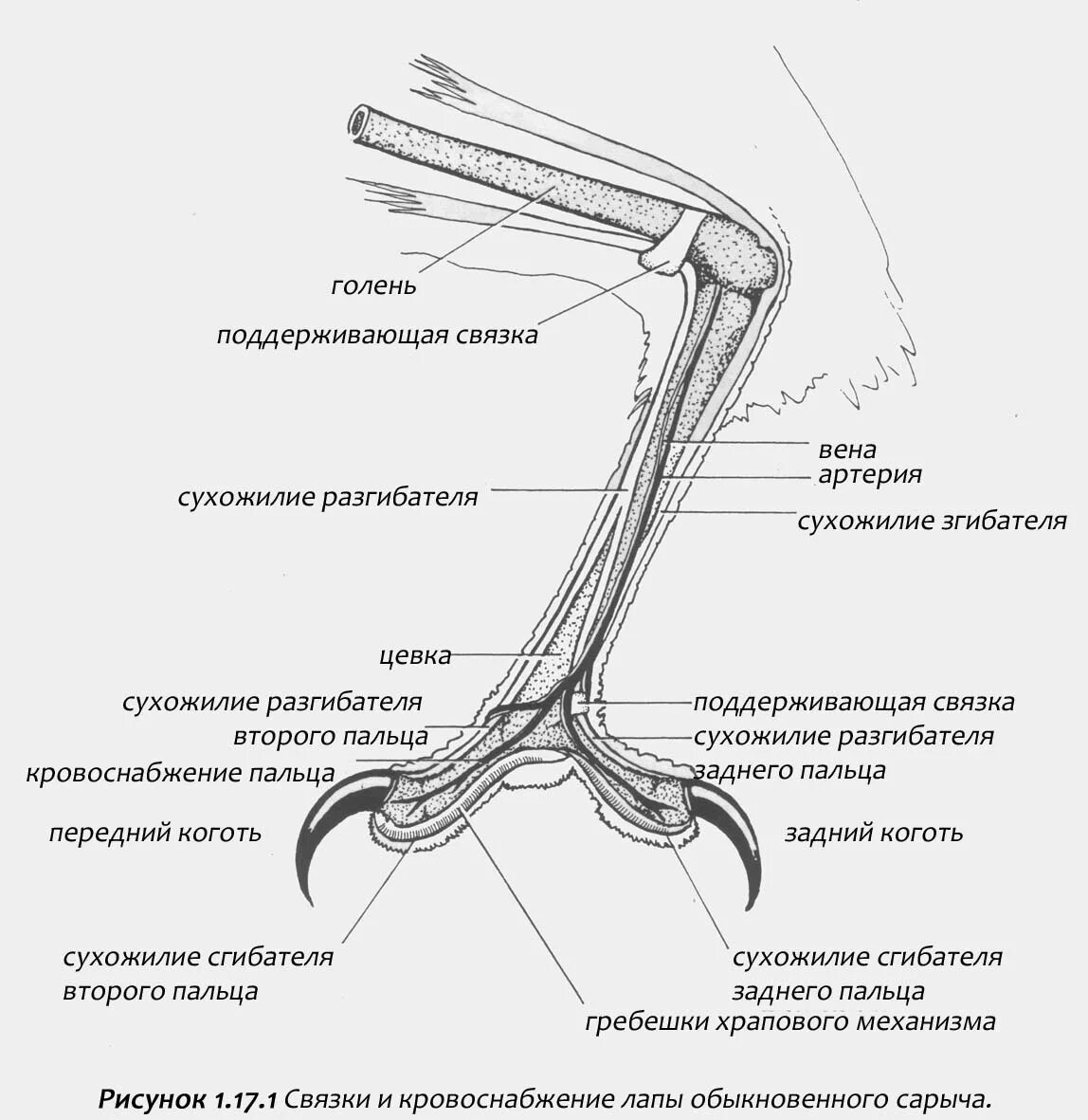 Строение лапы курицы. Строение задней конечности птицы. Строение лапы птицы кости. Строение лапы голубя. Строение лапок