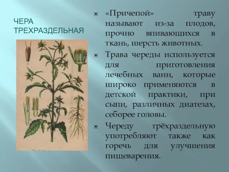 Череда трёхраздельная препараты. Трава череды для чего применяется. Нф-00001582. Череды трава фитофарм. Череда трехраздельная, золотушная трава.