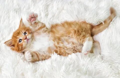 Какие рыжие котята