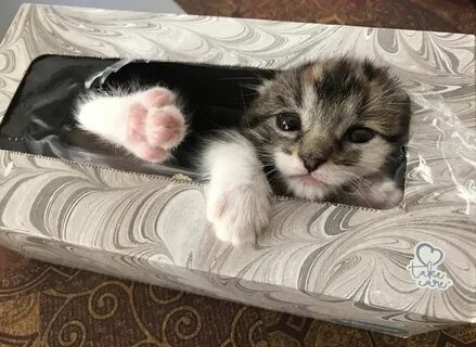 Котята заваливаются на бок