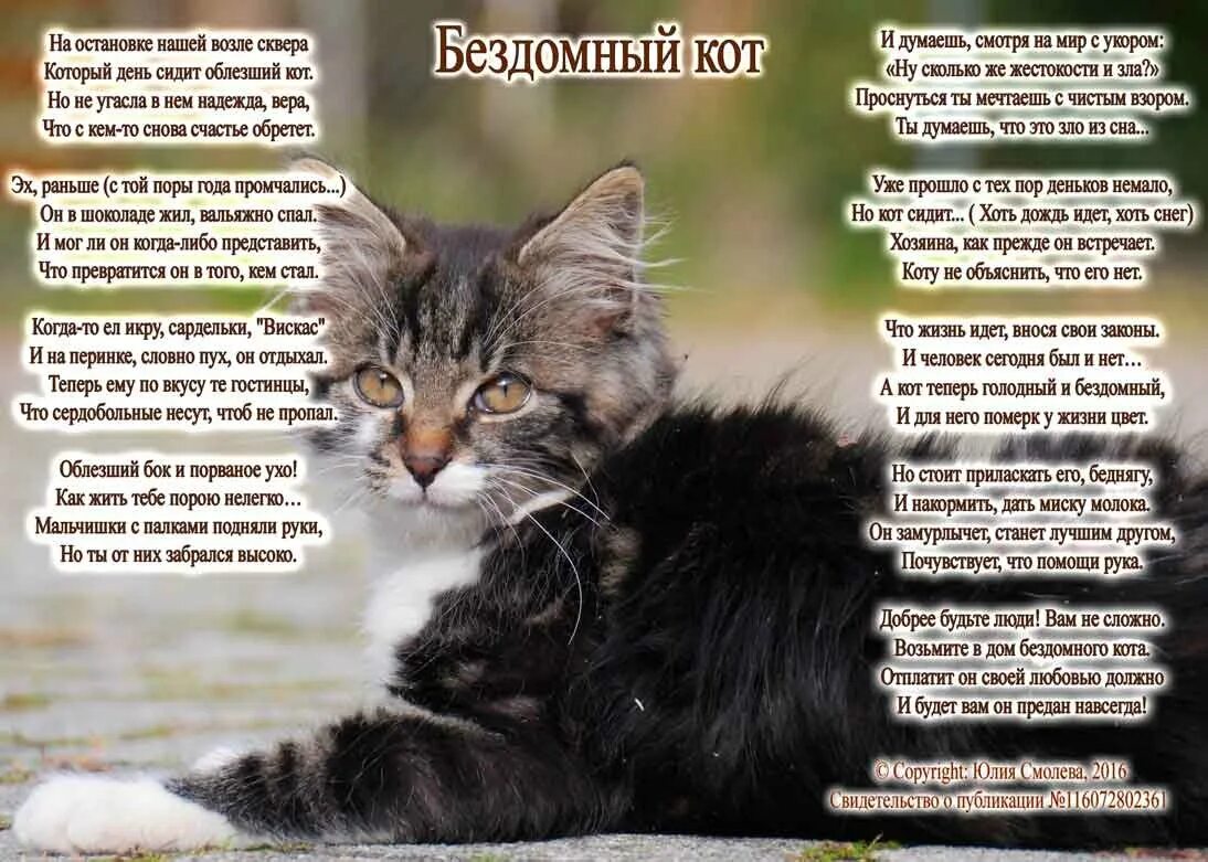 Брошенная кошка стихи. Брошенная кошка стихи. Брошенная кошка стихи. Тоскливый кот. Стих о коте.
